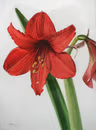 Profile picture of Amaryllis